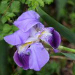 Izrasle na mjestu gdje je udarila munja boga Peruna, postale su hrvatski nacionalni cvijet