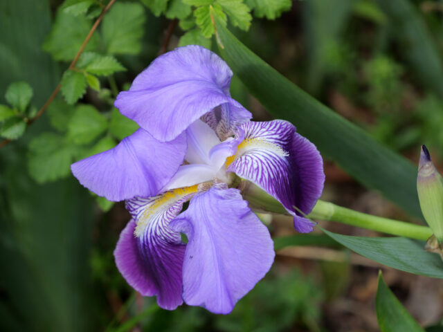 Izrasle na mjestu gdje je udarila munja boga Peruna, postale su hrvatski nacionalni cvijet