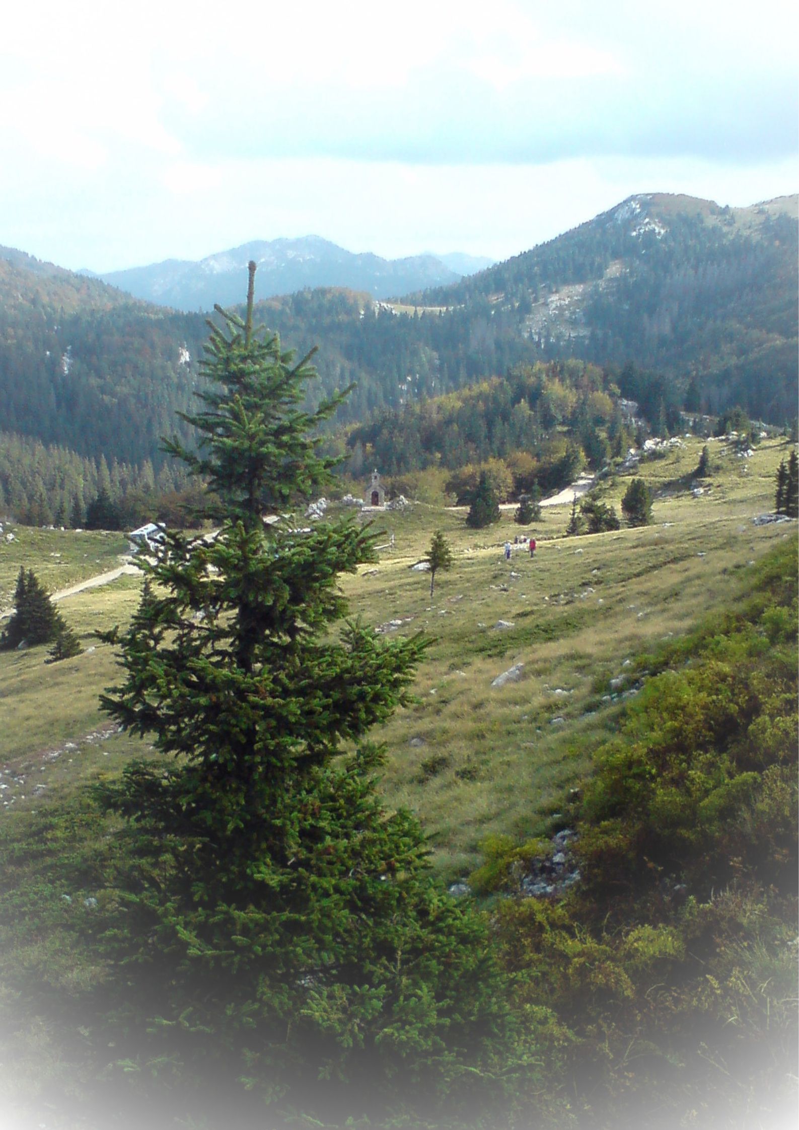 vinjeta