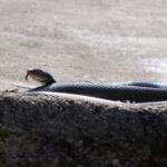 Kod mnogih izazivaju jezu, a poljarice su zapravo jako korisne