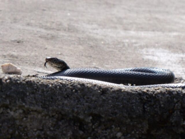 Kod mnogih izazivaju jezu, a poljarice su zapravo jako korisne