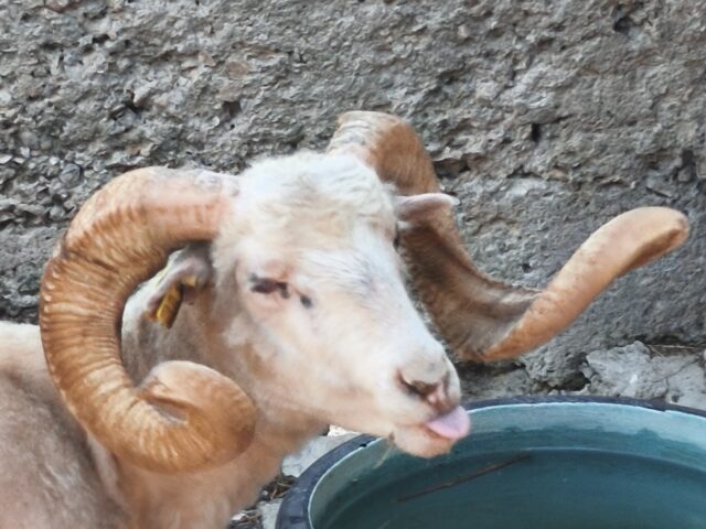 Zoološki vrt na Marjanu – već je sto godina mjesto susreta s divljim životinjama i blagom