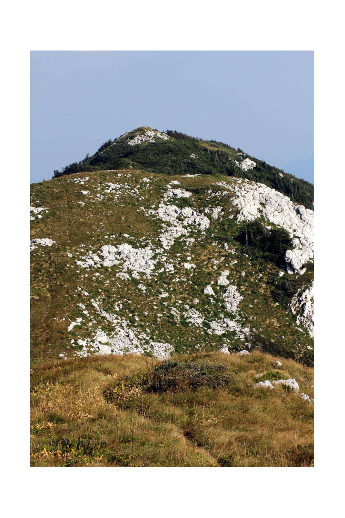 bjelolasica