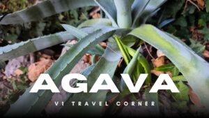 Agava: Botanički nomad s meksičkim genima