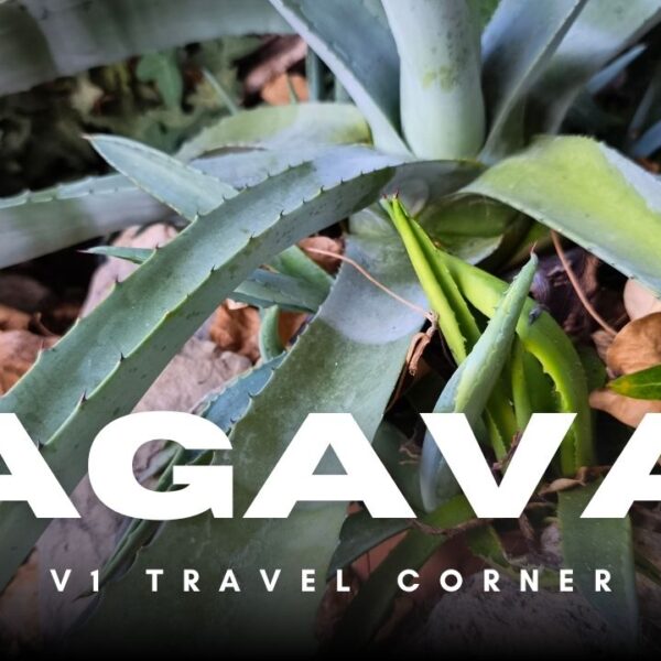 Agava: Botanički nomad s meksičkim genima