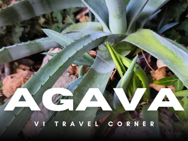 Agava: Botanički nomad s meksičkim genima