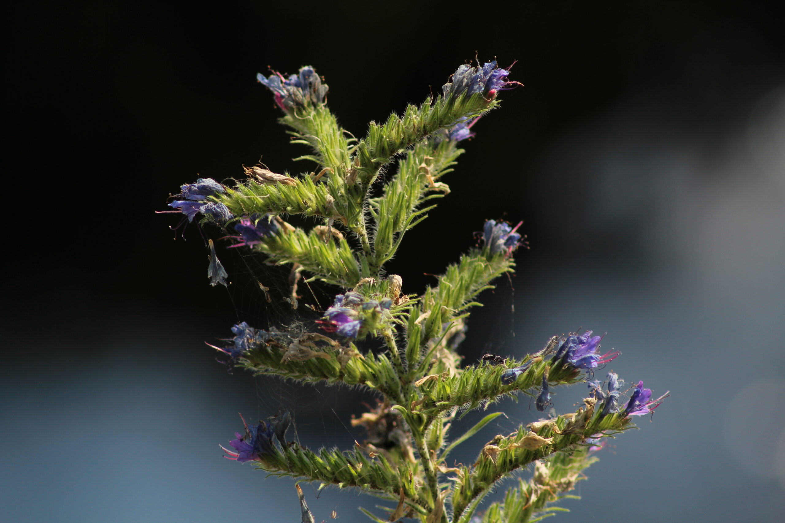 Bogata flora - vrila gacke