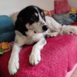 Tornjak: Što se dogodi kad vlasnici odu u Ameriku, a Cher ostane doma?